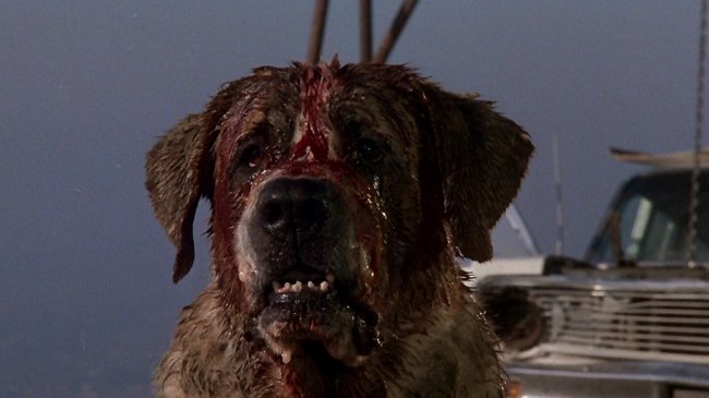 cujo-1983